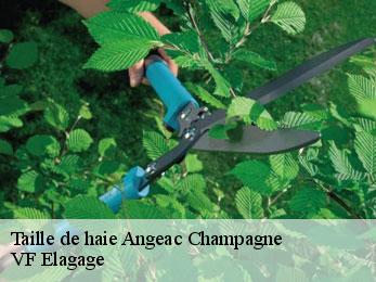 Taille de haie angeac-champagne-16130 VF Elagage