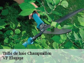 Taille de haie  champmillon-16290 VF Elagage