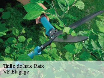 Taille de haie  raix-16240 VF Elagage