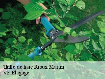 Taille de haie  rioux-martin-16210 VF Elagage