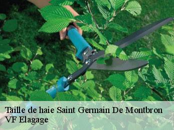 Taille de haie  saint-germain-de-montbron-16380 VF Elagage