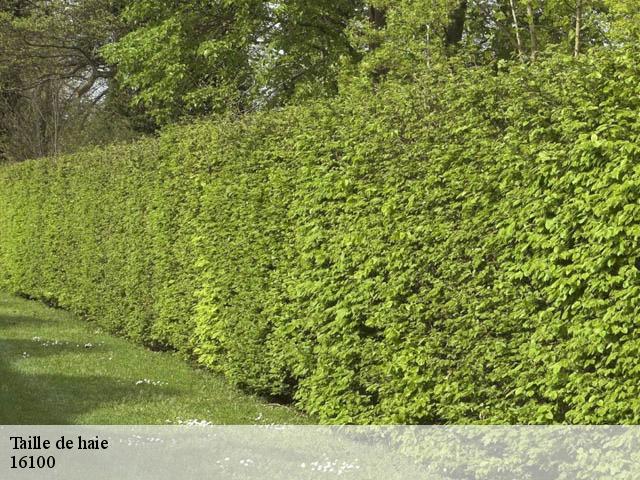Taille de haie 16100