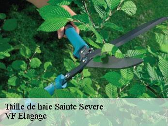 Taille de haie  sainte-severe-16200 VF Elagage