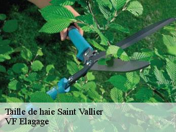 Taille de haie  saint-vallier-16480 VF Elagage