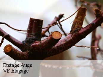 Etetage auge-16170 VF Elagage