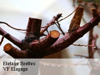 Etetage  brettes-16240 VF Elagage