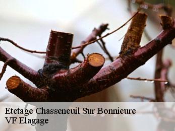 Etetage  chasseneuil-sur-bonnieure-16260 VF Elagage
