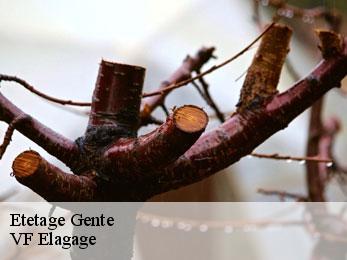 Etetage  gente-16130 VF Elagage