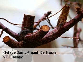Etetage  saint-amant-de-boixe-16330 VF Elagage